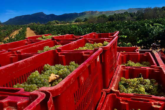 CELLER CARLES ANDREU - photo 4