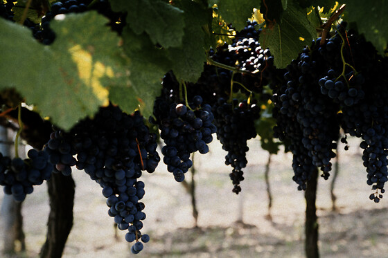 BODEGA OLIVERA - photo 6