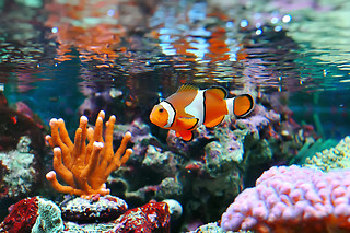 Acquario di Genova
