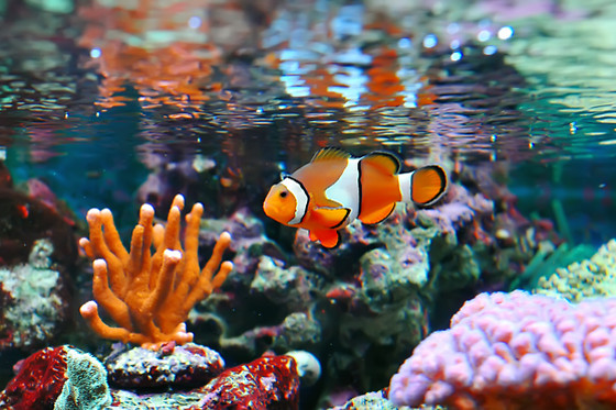 Acquario di Genova