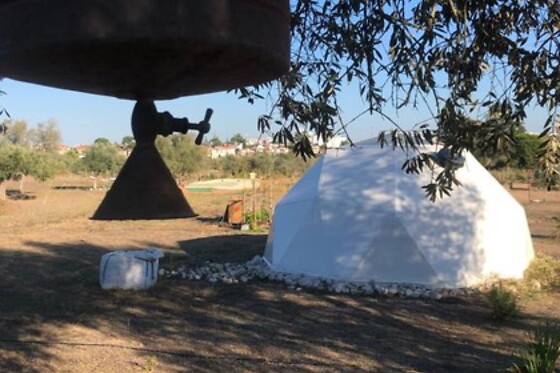 FOREST DOMES - photo 4