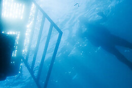 Cipreia Dive Club
