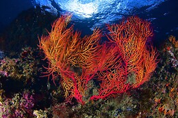Cipreia Dive Club