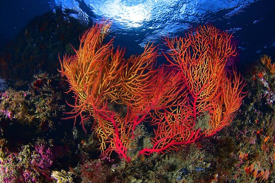 Cipreia Dive Club - photo 5