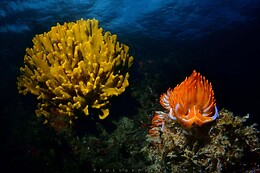 Cipreia Dive Club