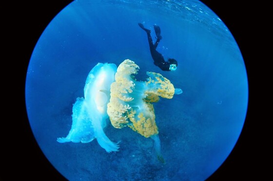 Cipreia Dive Club - photo 3