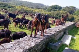Terra Chã