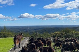 Terra Chã