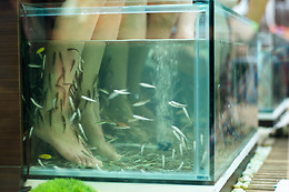 Fish spa comme un poisson dans l'o