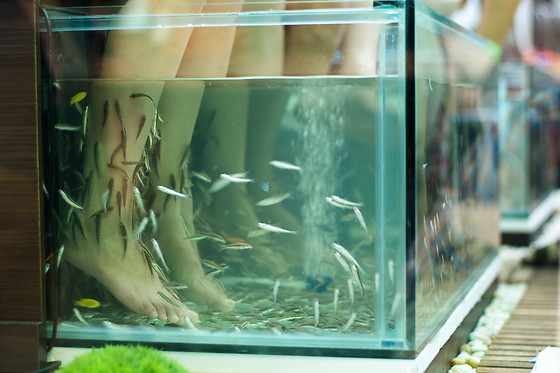 Fish spa comme un poisson dans l'o - photo 0