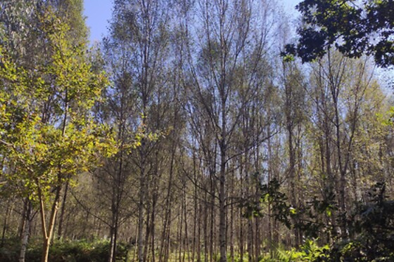 CABANAS DA ULLA - photo 15