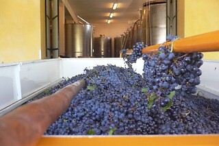 Visita alla cantina con degustazione di vini e prodotti locali presso B&B Rumanot in provincia di Cuneo