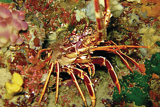 Immersione in acqua con istruttore con Diving In Elba all'Isola d'Elba