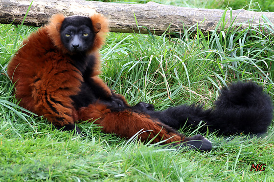 Parc zoo du Reynou - photo 0