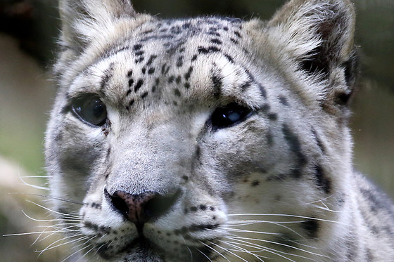 Parc zoo du Reynou - photo 1