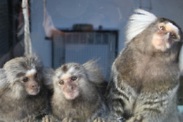 Parc zoo du Reynou