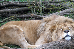 Parc zoo du Reynou