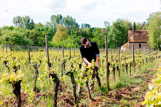 Domaine Brand et Fils - photo 3