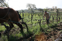 Domaine Brand et Fils