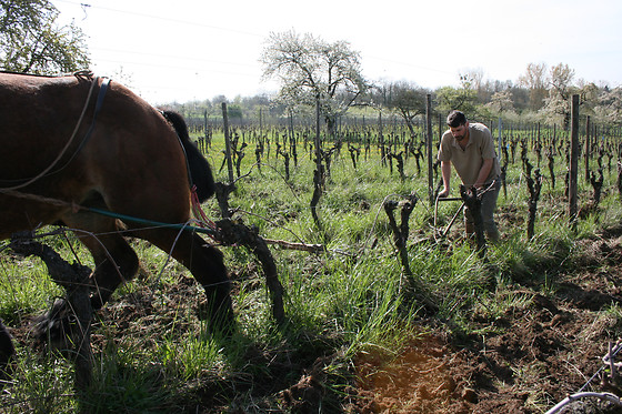 Domaine Brand et Fils - photo 5