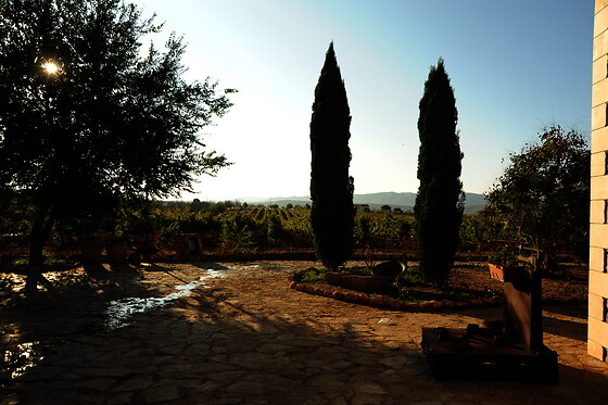 BODEGAS Y VIÑEDOS BARON D'ALBA - photo 0