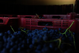BODEGAS Y VIÑEDOS BARON D'ALBA