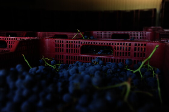 BODEGAS Y VIÑEDOS BARON D'ALBA - photo 3