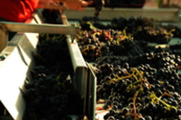 BODEGAS Y VIÑEDOS BARON D'ALBA