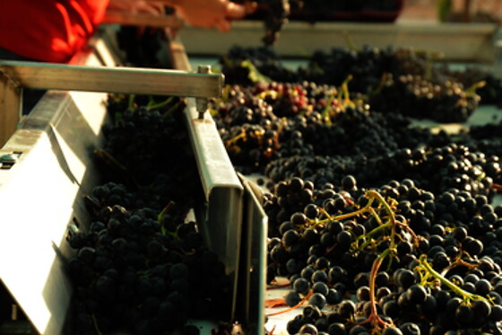 BODEGAS Y VIÑEDOS BARON D'ALBA - photo 5