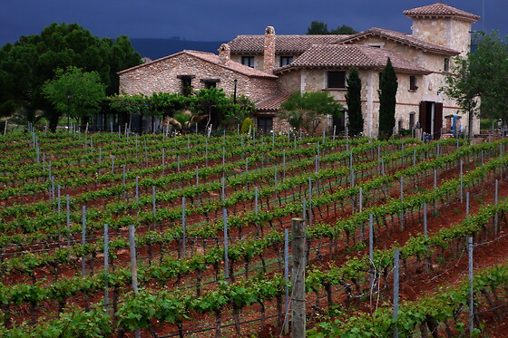 BODEGAS Y VIÑEDOS BARON D'ALBA - photo 7