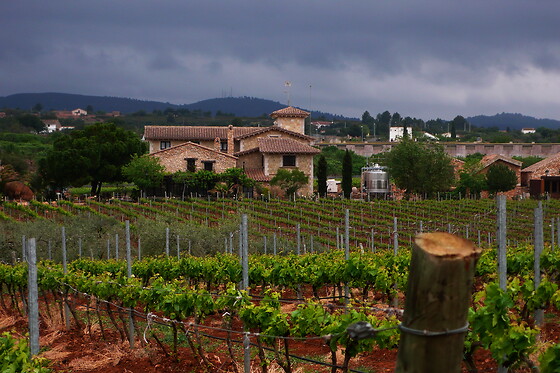 BODEGAS Y VIÑEDOS BARON D'ALBA - photo 12
