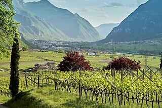 Visita alla cantina e ai vigneti con degustazione di vini e omaggio enologico presso La Cadalora, provincia di Trento