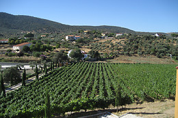 BODEGA VIÑA PLACENTINA