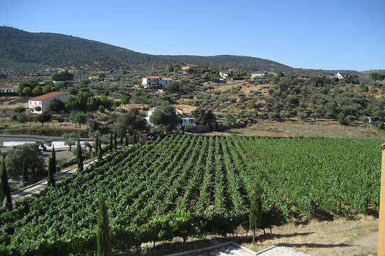 BODEGA VIÑA PLACENTINA - photo 1