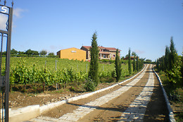 BODEGA VIÑA PLACENTINA