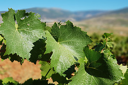 CORTIJO EL CURA ECO-BODEGA