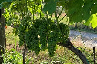 Visita di vigneti e cantine con degustazione e bottiglia presso Azienda Agricola Astone in provincia di Salerno