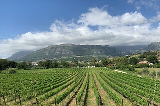 Visita di vigneti e cantine con degustazione e bottiglia presso Azienda Agricola Astone in provincia di Salerno