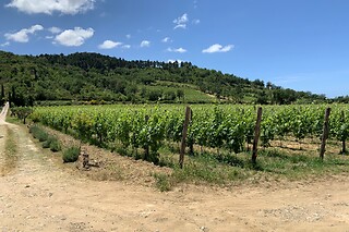 Visita di vigneti e cantine con degustazione e bottiglia presso Azienda Agricola Astone in provincia di Salerno