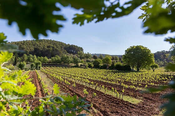 Domaine du Clos d'Alari - photo 5