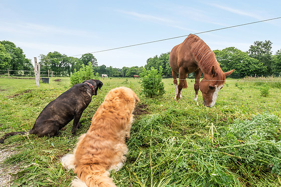 Une roulotte et des chevaux - photo 17