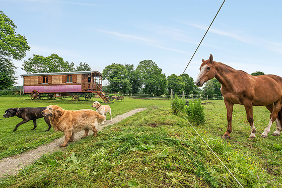 Une roulotte et des chevaux - photo 18