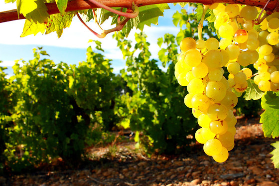 BODEGA MARQUES DE MONTECIERZO - photo 0