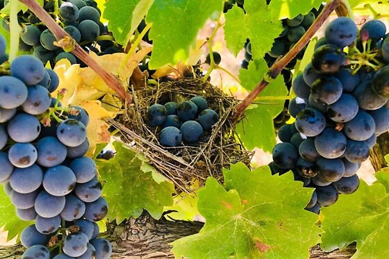Cantina Eraldo Dentici - photo 1
