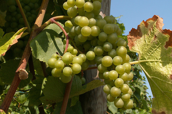 BODEGA DIAZ BAYO - photo 3