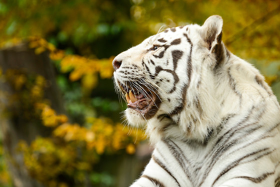 Parc zoologique de Maubeuge - photo 22