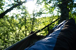 Hêtre en Forez