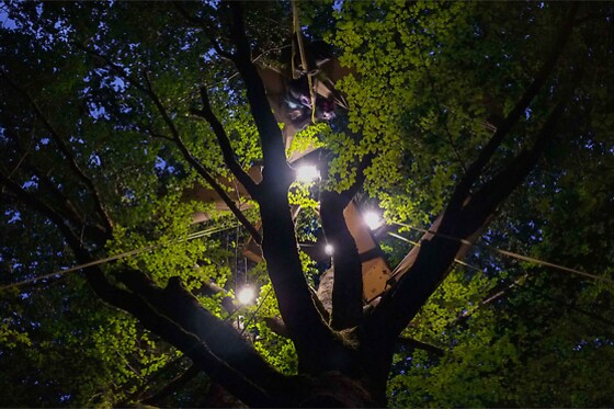 Hêtre en Forez - photo 5
