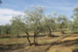 Il Cavallone Azienda Agricola - Azienda Agricola Il Cavallone di Nardi Francesco