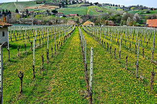 Visita alla cantina e ai vigneti con degustazione di vini presso Az. agricola Colle del Bricco in provincia di Pavia